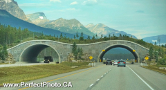Wildlife bridge, Banff, Lake Louise, Alberta Yoho, Emerald Lake, British Columbia,  Canada