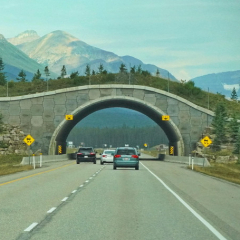 Wildlife bridge, Banff, Lake Louise, Alberta Yoho, Emerald Lake, British Columbia,  Canada