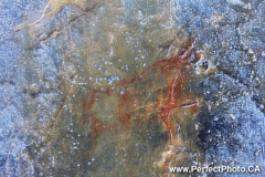 Aboriginal Pictographs, Grotto Creek Canyon Trail, Banff / Canmore area, Alberta, Canada, North America