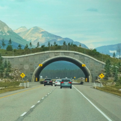 Wildlife bridge, Banff, Lake Louise, Alberta Yoho, Emerald Lake, British Columbia,  Canada