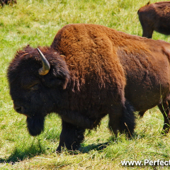 Buffalo safari