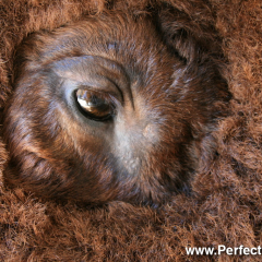 Buffalo safari, farm, Buctouche area, New Brunswick, Canada, North America; Prarrie