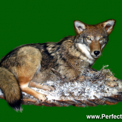 Coyote, stuffed animal, taxidermy, New Brunswick, Canada; Animal; Wildlife,
