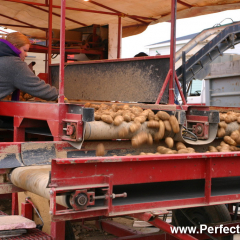 Potato Harvest time, Kevin Floyd Ltd, Potato Farming, Bloomfield, New Brunswick