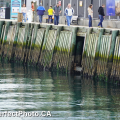 boat crash damage to boardwalk, Spring Equinox, Waterfront, Halifax, Nova Scotia, Canada