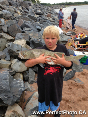 Boy holding 36 inch Sea Bass fish, he caught,  Noel, East Hants, Nova Scotia, Canada