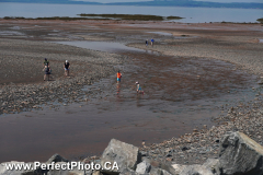 Kids, crossing tidal stream, Bramber, Cobequid Bay, Minas Basin, Hants County, Nova Scotia, Canada