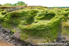 Green coastal moss, Noel, Nova Scotia