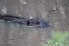 Beaver, Noel, Nova Scotia, Canada