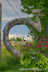 Trees with personality, Flowers, Noel Shore, East Hants, Nova Scotia; Curved tree, Bent tree