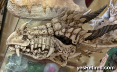 Dragon skull, gift shop, Fuengirola, Malaga, Spain, Winter 2024Fuengirola, Malaga, Spain, Winter 2024