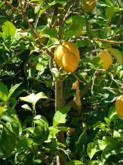 Lemon tree, Corfu, Greece, Europe