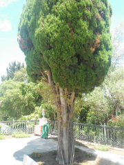 Cypress tree, Achilles palace, princess Sissi of Austria-Hungary, Corfu, Greece, Europe