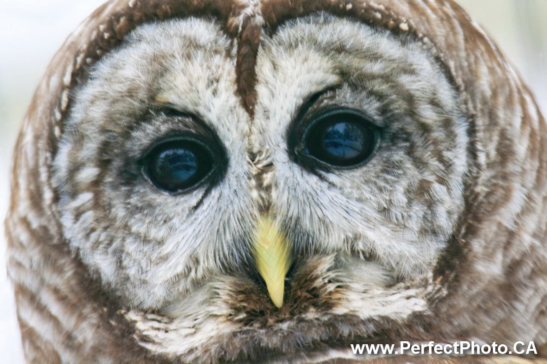 grey Owl, Winter, Wildlife Park, Shubenacadie, Nova Scotia, Canada, North America, animals, birds, snow, white, photo guild