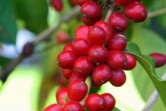 Over ripe cherrys at the top are moldy, middle red cherries are ready to pick, Coffee beans, coffee cherry's, red are ready to pick, Greenwell Kona Coffee farm and factory, Kona area, Big Island, Hawaii, HI, USA