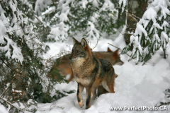 Coyote, Canis latrans, eastern, Winter, Wildlife Park, Shubenacadie, Nova Scotia, Canada, North America, animals, birds, snow, white, photo guild