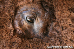 Buffalo safari, farm, Buctouche area, New Brunswick, Canada, North America; Prarrie