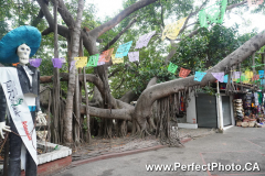 Big tree, Marketplace, Isla Rio Cuale Island, Puerto Vallarta, Jalisco, Mexico, spring 2020