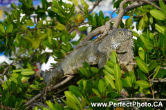 Tree Iguana, Day sailing, Ada Sailing, Brewer 78 Ketch, Puerto Vallarta, Jalisco, MexicoPuerto Vallarta, Jalisco, Mexico