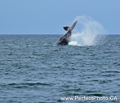 Whales, Day sailing, Ada Sailing, Brewer 78 Ketch, Puerto Vallarta, Jalisco, MexicoPuerto Vallarta, Jalisco, Mexico