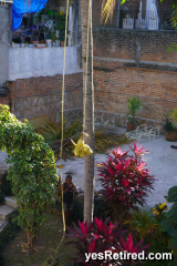 Harvesting Coco nuts, AirBNB, Puerto Vallarta, Jalisco, Mexico