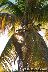 Harvesting Coco nuts, AirBNB, Puerto Vallarta, Jalisco, Mexico