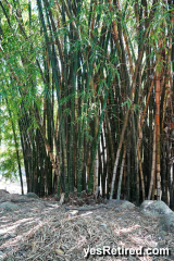 Bamboo grove, Babel restaurant, Puerto Vallarta, Jalisco, Mexico