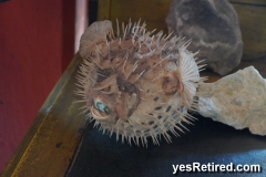 blow fish ,Restaurant / shop, Vallarta Botanical Gardens AC, Rural jungle, Puerto Vallarta, Jalisco, Mexico