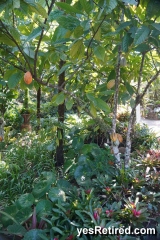 Casao, Vallarta Botanical Gardens AC, Rural jungle, Puerto Vallarta, Jalisco, Mexico