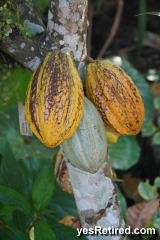 Casao, Vallarta Botanical Gardens AC, Rural jungle, Puerto Vallarta, Jalisco, Mexico