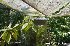 Greenhouse canopy Vallarta Botanical Gardens AC, Rural jungle, Puerto Vallarta, Jalisco, Mexico