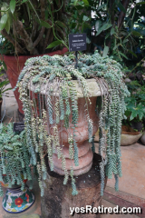 Donkey's tail, Crassulaceae, sedum birrito, Vallarta Botanical Gardens AC, Rural jungle, Puerto Vallarta, Jalisco, Mexico