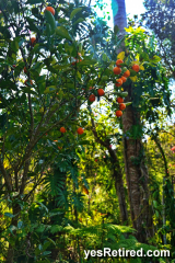Lime, Calamondin, Rut_ceae, citrus microcarpa calamondin, Vallarta Botanical Gardens AC, Rural jungle, Puerto Vallarta, Jalisco, Mexico