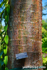 red bark, Gum tree Bursera simaruba, gumbo limbo,   Vallarta Botanical Gardens AC, Rural jungle, Puerto Vallarta, Jalisco, Mexico