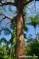 red bark, Gum tree Bursera simaruba, gumbo limbo,   Vallarta Botanical Gardens AC, Rural jungle, Puerto Vallarta, Jalisco, Mexico