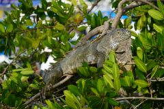 Tree Iguana, Day sailing, Ada Sailing, Brewer 78 Ketch, Puerto Vallarta, Jalisco, MexicoPuerto Vallarta, Jalisco, Mexico