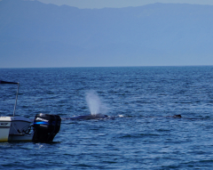 Whale, Day sailing, Ada Sailing, Brewer 78 Ketch, Puerto Vallarta, Jalisco, MexicoPuerto Vallarta, Jalisco, Mexico