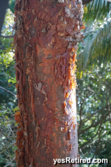 Gum tree, red bark, Sayulita, Puerto Vallarta, Jalisco, Mexico