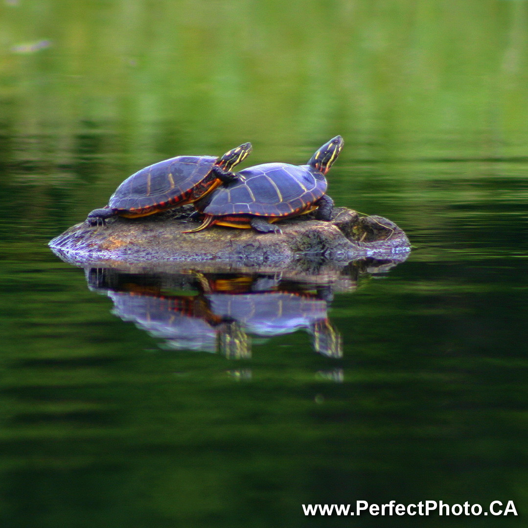 Pair of Painted Turtles mating?, Kejimkujik National Park, Nova Scotia, Canada; Outdoors; Camping; Nature; Sex;