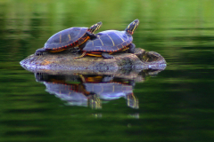 Pair of Painted Turtles mating?, Kejimkujik National Park, Nova Scotia, Canada; Outdoors; Camping; Nature; Sex;