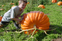 Big giant Howard Dill pumpkin in farm field, Boy pushing, Windsor, Nova Scotia, Canada, North America, orange, halloween