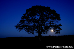 The lonely tree, Shubenacadie / Stewiacke, Nova Scotia, Canada