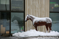 Faithful steed, Rodeo Lounge, Winter snow storm, white wonderland, Dartmouth, Nova Scotia, Canada, North America; horse, Illsley, building, funny, open for breakfast sign