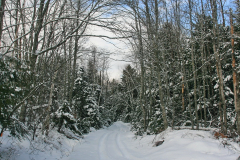 Rural country lane, Fresh snow, winter, East Hants, Nova Scotia, Canada, North America