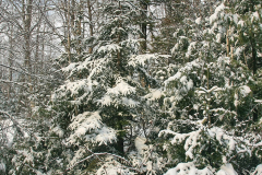 Rural country lane, Fresh snow, winter, East Hants, Nova Scotia, Canada, North America