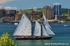 Bluenose II, against Halifax waterfront and Citadel Hill, Tall Ships Parade, Halifax, Nova Scotia, Canada; 2010; Sailing, wooden, Schooner, harbour, harbor, BMO, Post Office, NS ambasidor