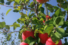 Annapolis Valley apples